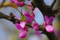 Cercis siliquastrum
