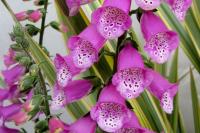 Digitalis purpurea