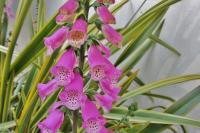 Digitalis purpurea