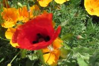 Papaver rhoeas