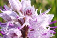 Orchis simia