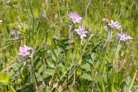 Erodium moschatum