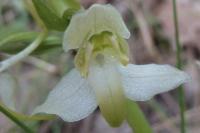 Platanthera chlorantha