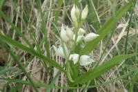 Cephalanthera longifolia