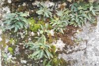 Asplenium ceterach