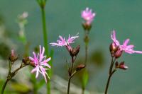 Lychnis flos-cuculi