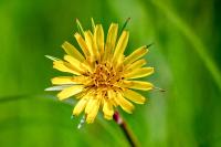 Tragopogon pratensis