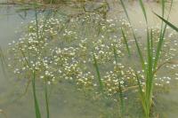 Ranunculus aquatilis