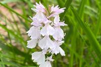 Dactylorhiza maculata