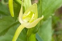 Platanthera chlorantha