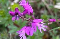 Polygala vulgaris