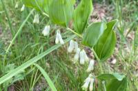 Polygonatum multiflorum