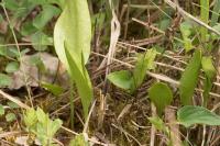 Ophioglossum vulgatum