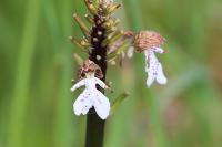 Orchis purpurea
