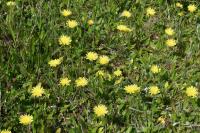 Pilosella officinarum