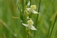 Platanthera chlorantha