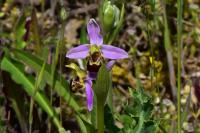 Ophrys apifera