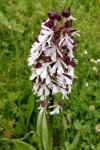Orchis purpurea