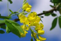 Laburnum anagyroides