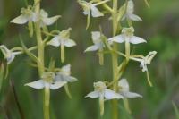 Platanthera chlorantha