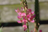 Onobrychis viciifolia