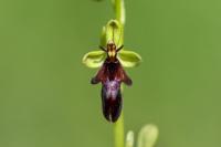 Ophrys insectifera