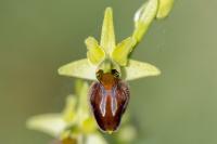 Ophrys aranifera