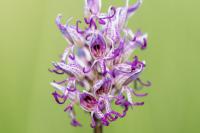 Orchis simia