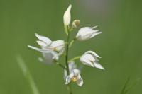 Cephalanthera longifolia