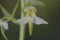 Platanthera chlorantha