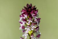 Neotinea ustulata