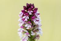 Neotinea ustulata