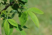 Laburnum anagyroides