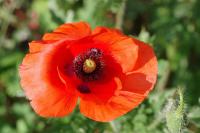 Papaver rhoeas