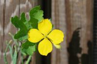 Chelidonium majus