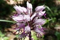 Orchis simia
