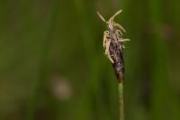 Eleocharis uniglumis