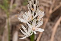 Asphodelus albus
