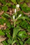 Cephalanthera damasonium