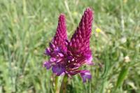 Anacamptis pyramidalis