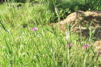 Agrostemma githago