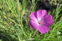 Agrostemma githago