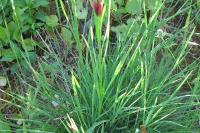 Dianthus carthusianorum