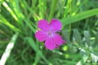 Dianthus carthusianorum
