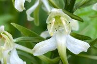 Platanthera chlorantha