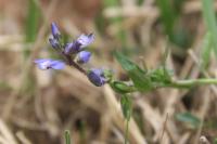 Polygala serpyllifolia