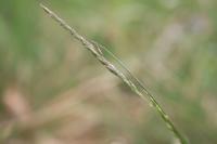 Festuca filiformis
