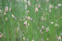 Eleocharis uniglumis