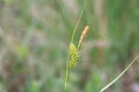 Carex pallescens
