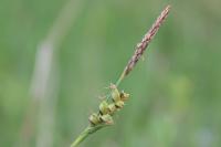 Carex panicea